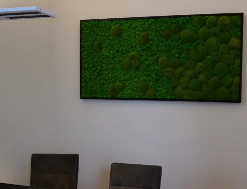 Mix Kugelmoos/Islandmoos 80cm x 160cm