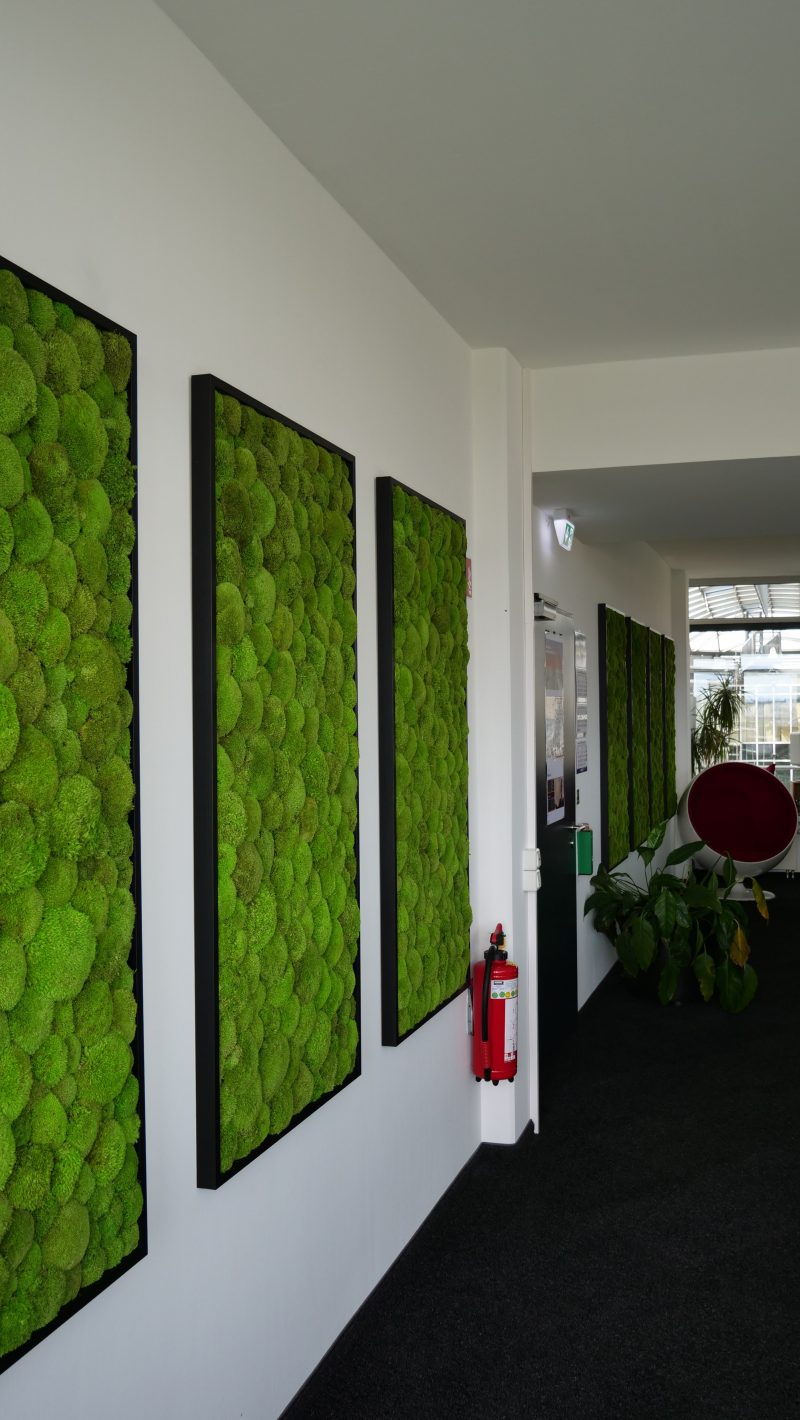 Kugelmoosbilder 80cm x 160cm