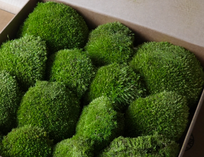 Kugelmoos
